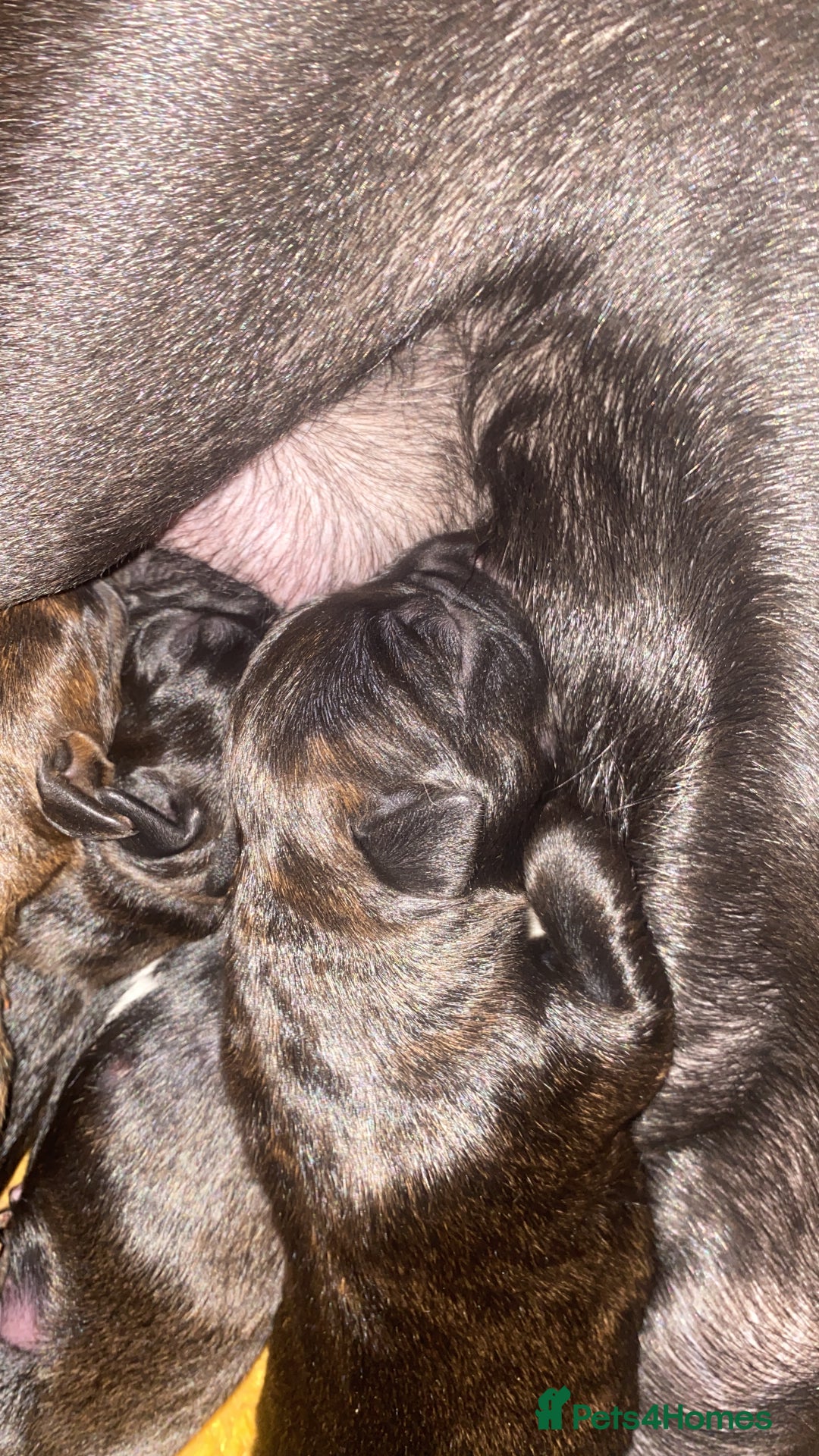 Mixed Breed dogs for sale: 🤩 mum kc boxer dad mini boxer 5 pups rare 🤩 - Advert 9