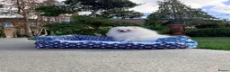 Pomeranian dogs for sale: SUPER TINY WHITE POMERANIAN BOY - Advert 8
