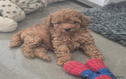 Miniature Poodle dogs for sale: KC Fox Red Miniature Poodle Boys - Image 23
