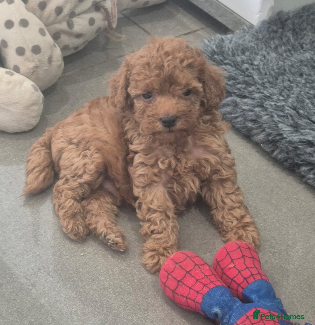 Miniature Poodle dogs for sale: KC Fox Red Miniature Poodle Boys - Image 23