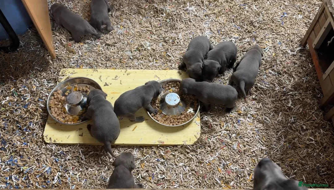 Staffordshire Bull Terrier dogs for sale: Blue KC & DNA Staffordshire Bull Terriers - Advert 4