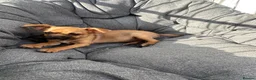 Mixed Breed dogs for sale: Border terrier x Jack Russell boy pup  in Harlow - Advert 7