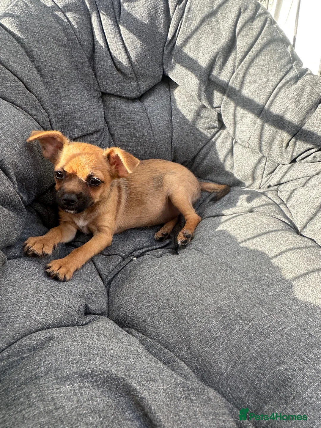 Mixed Breed dogs for sale: Border terrier x Jack Russell boy pup  in Harlow - Advert 7