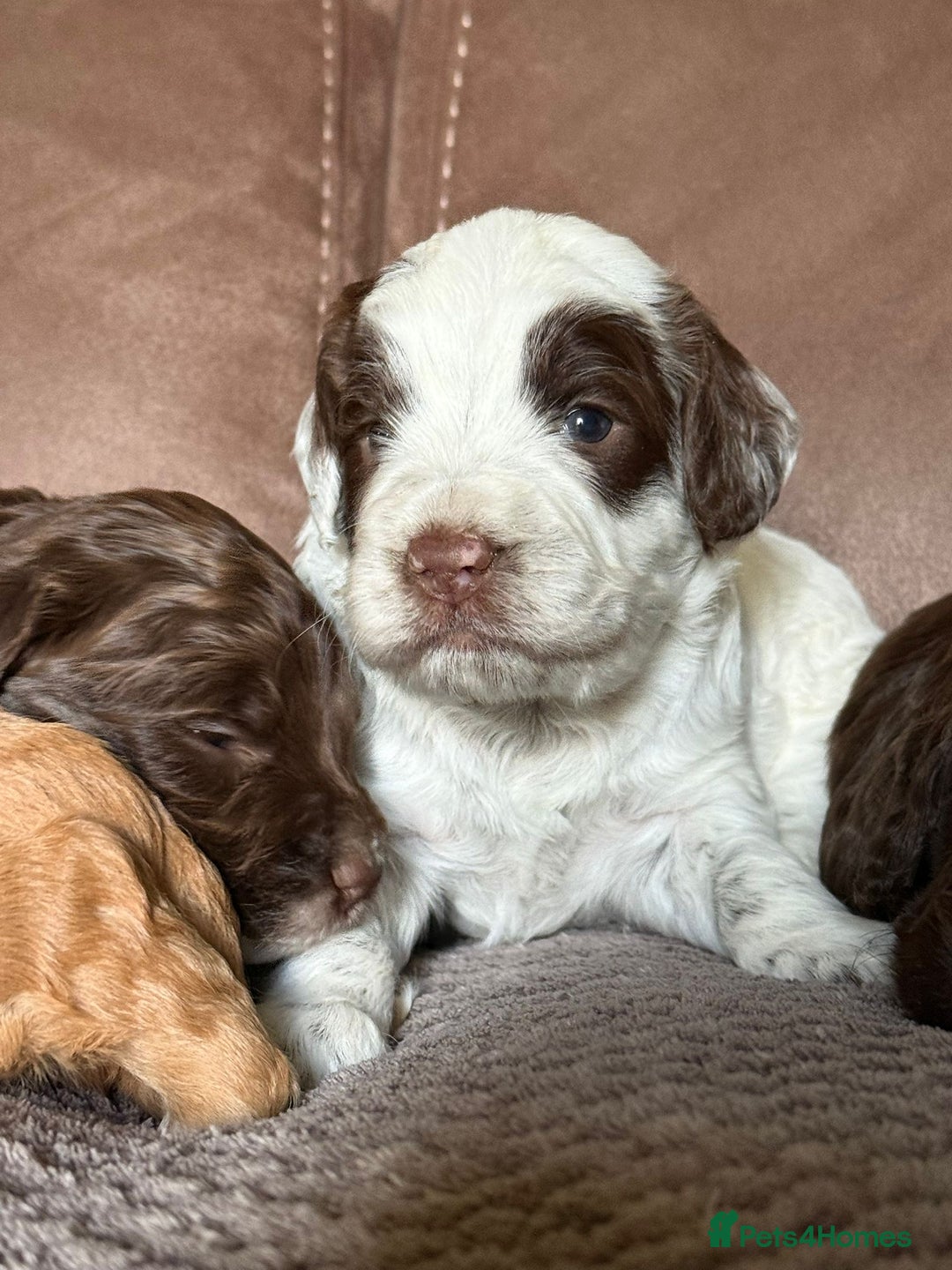 Cockapoo dogs for sale: F1 Cockapoos 5⭐️ Licensed Breeder Fully DNA Tested - Advert 6