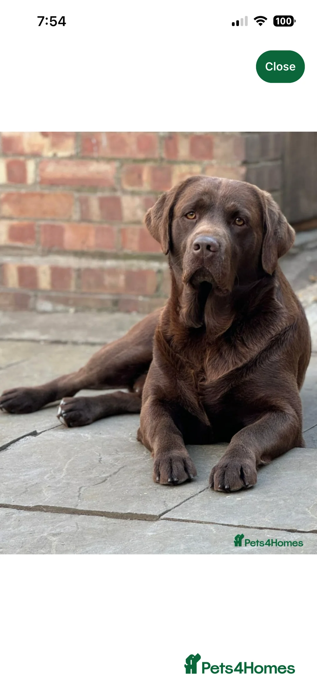 Labrador Retriever dogs for sale: Beautiful Labrador puppy’s  - Advert 22