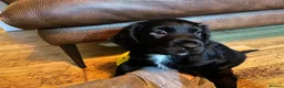 Mixed Breed dogs for sale: 2 beautiful spanial mix male pups remaining  - Advert 10