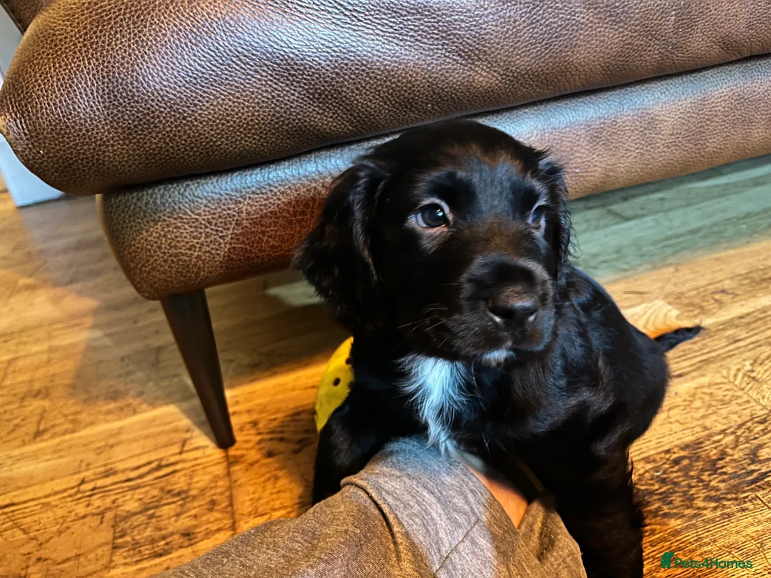 Mixed Breed dogs for sale: 2 beautiful spanial mix male pups remaining  - Advert 10