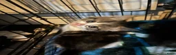 Mixed Breed cats for sale: 4 beautiful fluffy kittens  - Advert 9