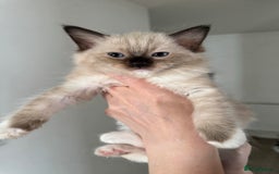 Ragdoll cats for sale: READY TO LEAVE fluffy Lynx and blue point Ragdoll - Image 3