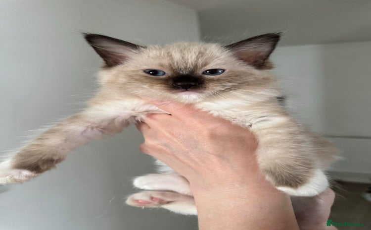 Ragdoll cats - Advert 3