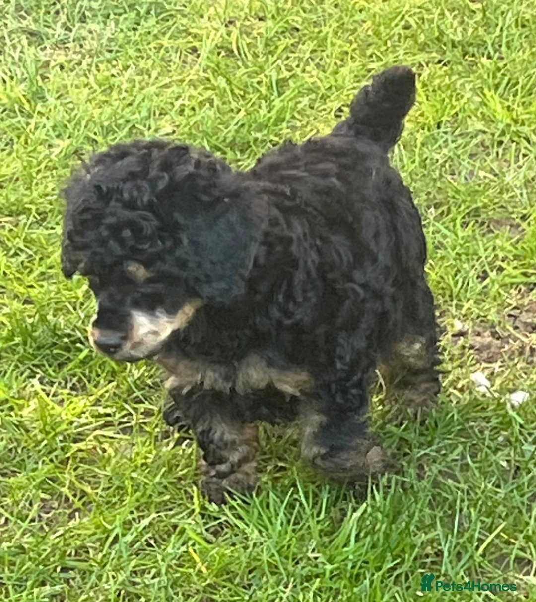 Toy Poodle dogs for sale: Toy Poodle puppies KC reg heath and DNA clear - Advert 2