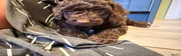 Cockapoo dogs for sale: Stunning Miniature F 2 Cockapoo Puppies - Advert 4