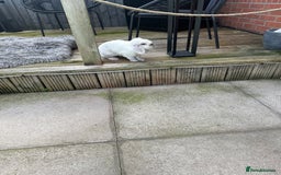 Dwarf Lop rabbits for sale: Little white bunny free to a good home! - Image 5