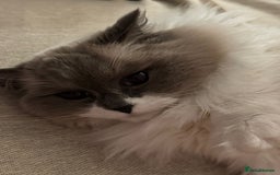 Ragdoll cats for sale: Ragdoll Duo for Rehoming  - Image 5