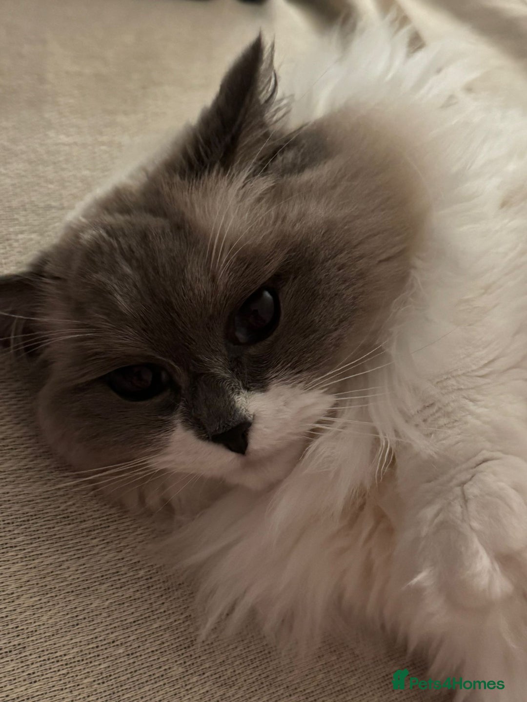 Ragdoll cats for sale: Ragdoll Duo for Rehoming  - Image 5