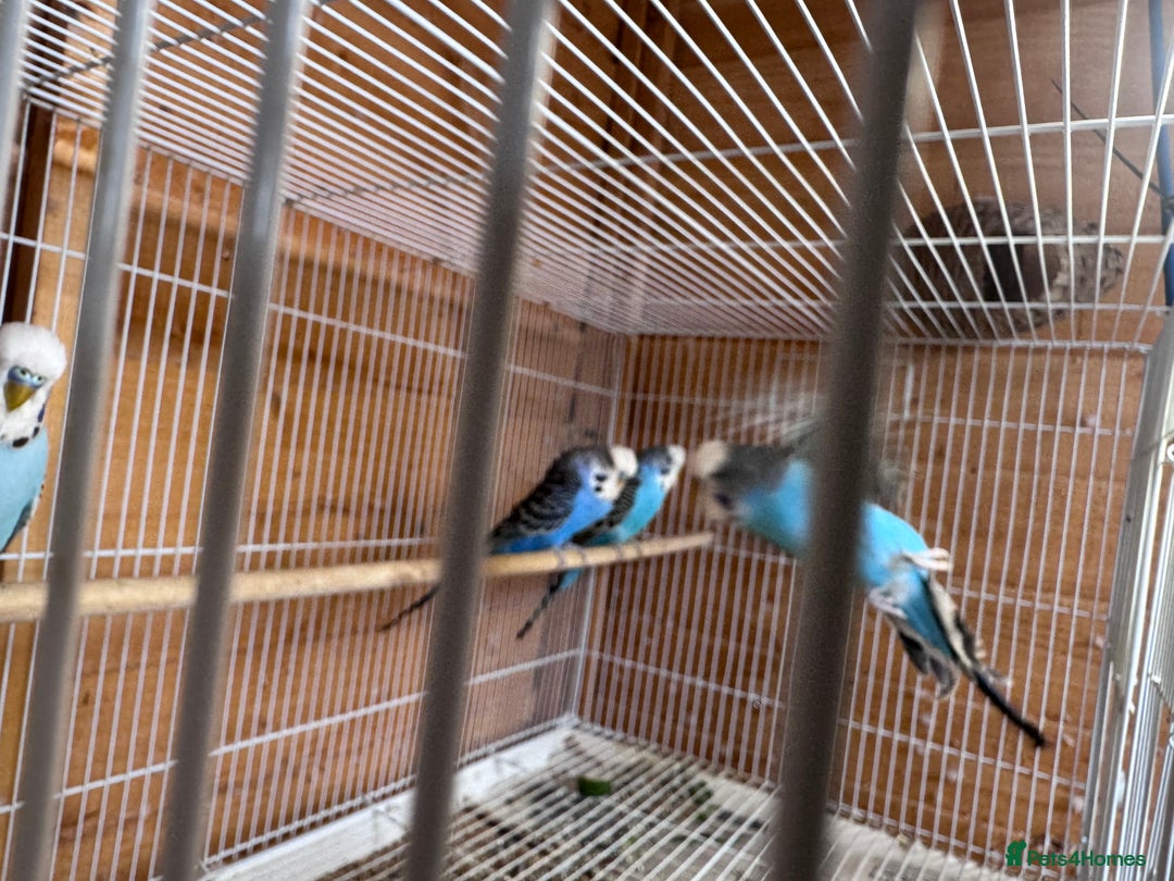 Budgerigars birds for sale: Stunning healthy budgies - Image 5