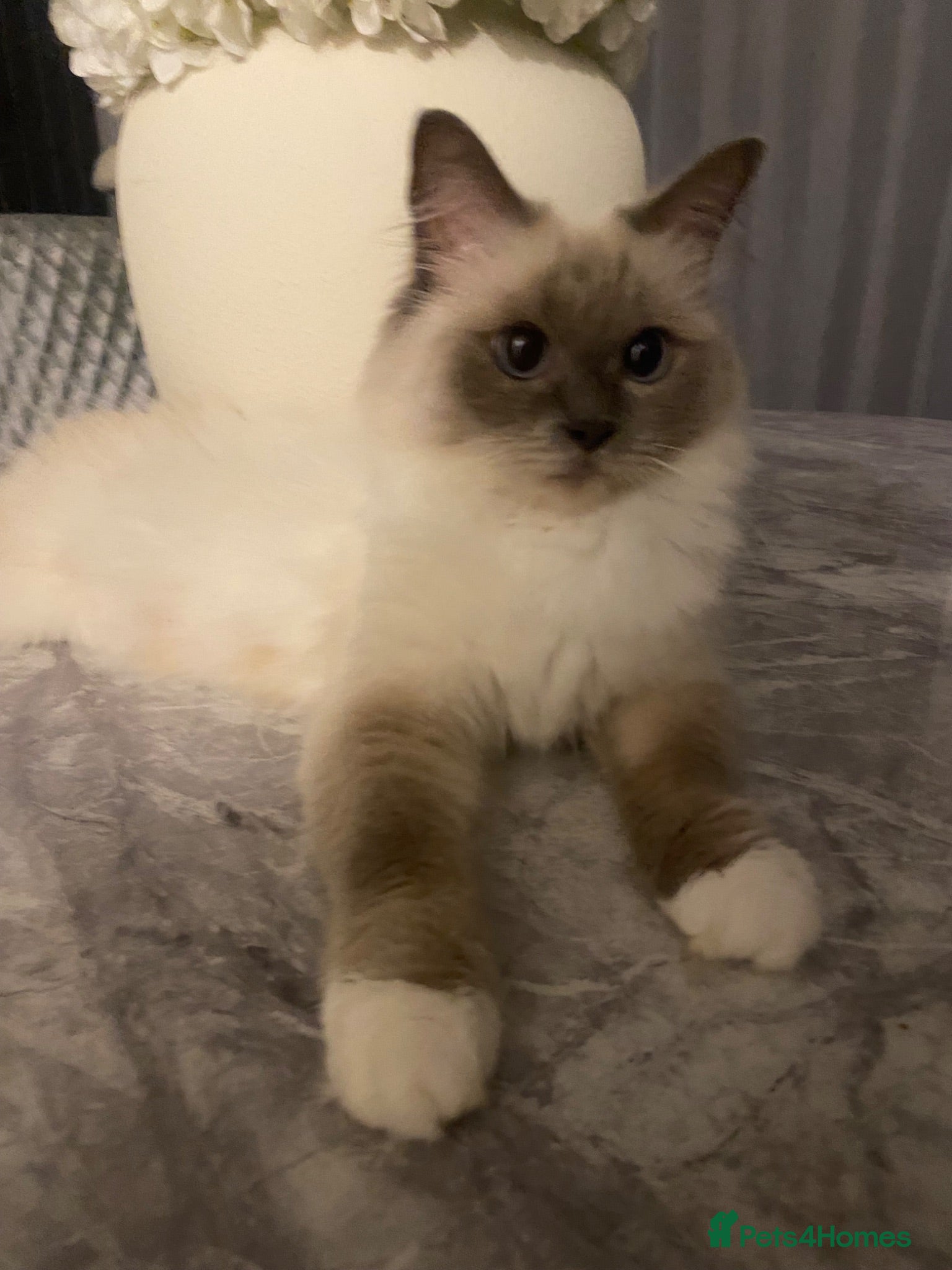 Ragdoll cats Beautiful Ragdoll - Advert 1