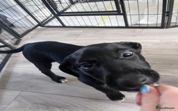 Mexican Hairless dogs for sale: Female coated Mexican hairless dog - Image 3