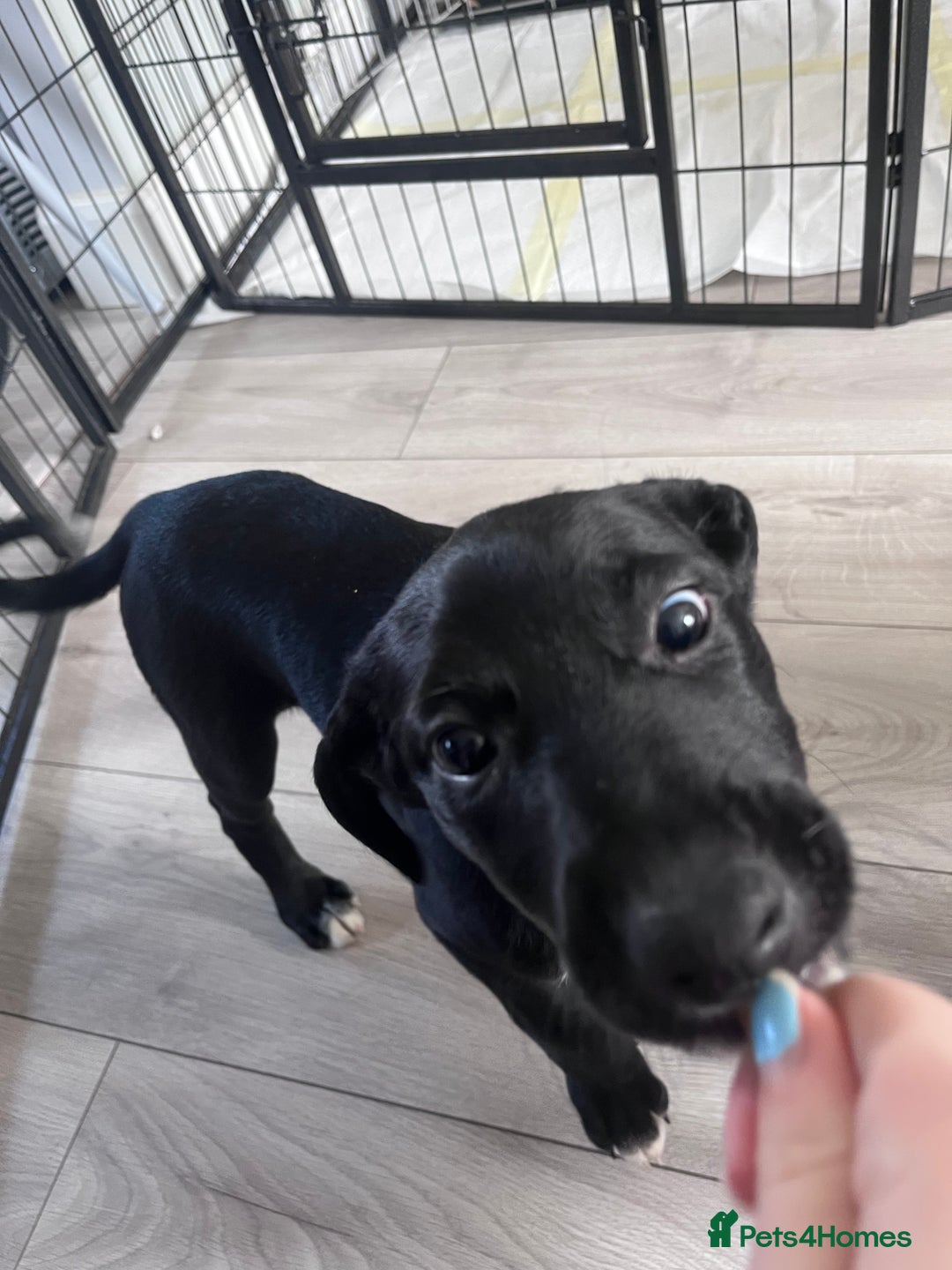 Mexican Hairless dogs for sale: Female coated Mexican hairless dog - Image 3