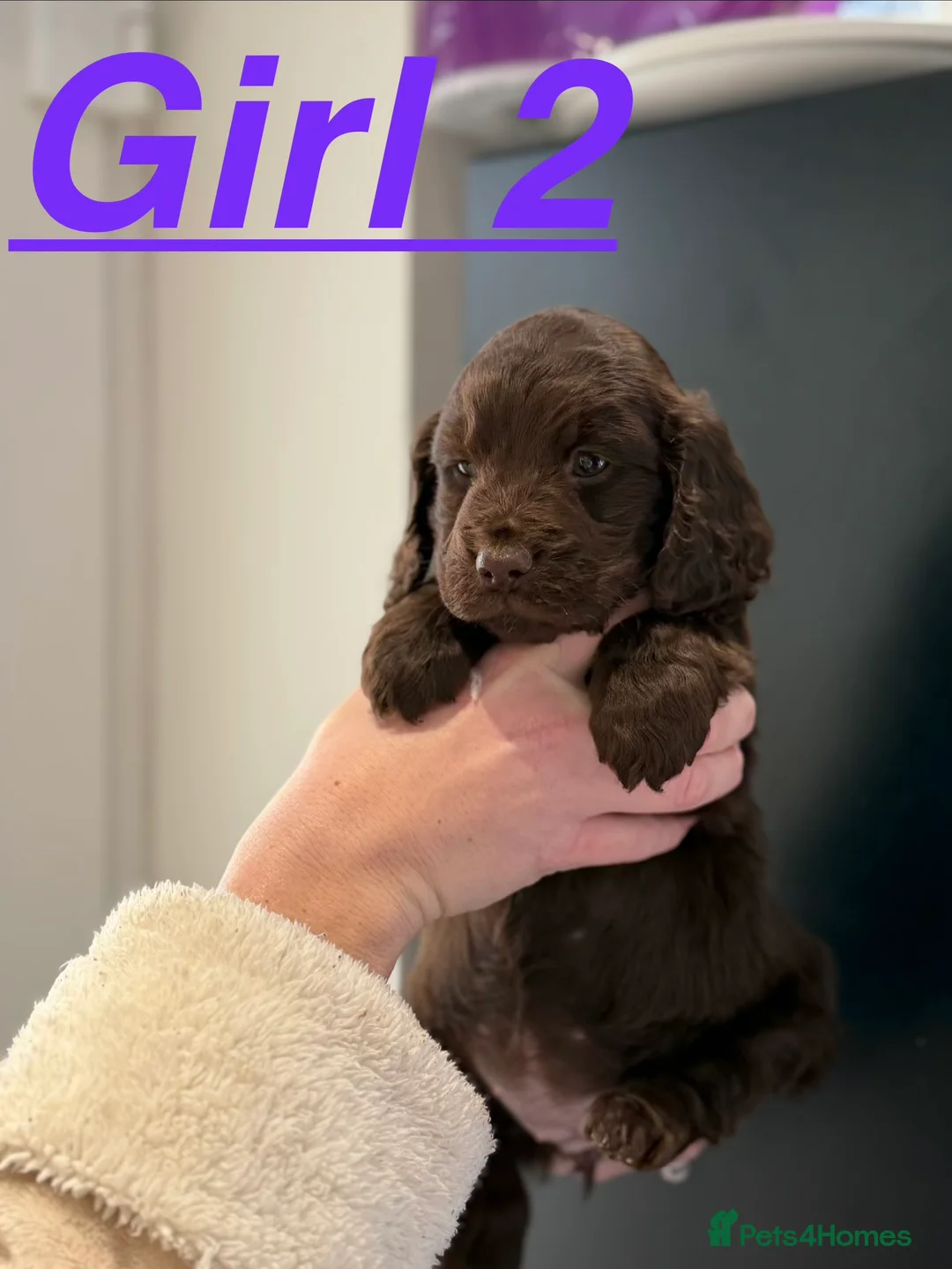 Cockapoo dogs for sale: 4 beautiful cockapoos puppies - Advert 3