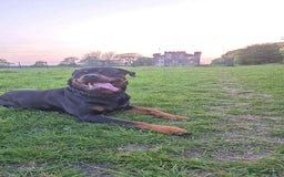 Rottweiler dogs for sale: Rottweiler Puppies - Image 9