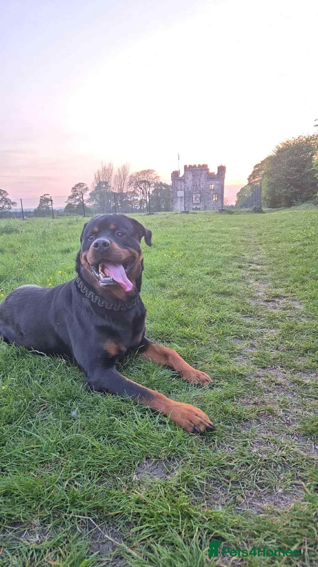 Rottweiler dogs for sale: Rottweiler Puppies - Image 9