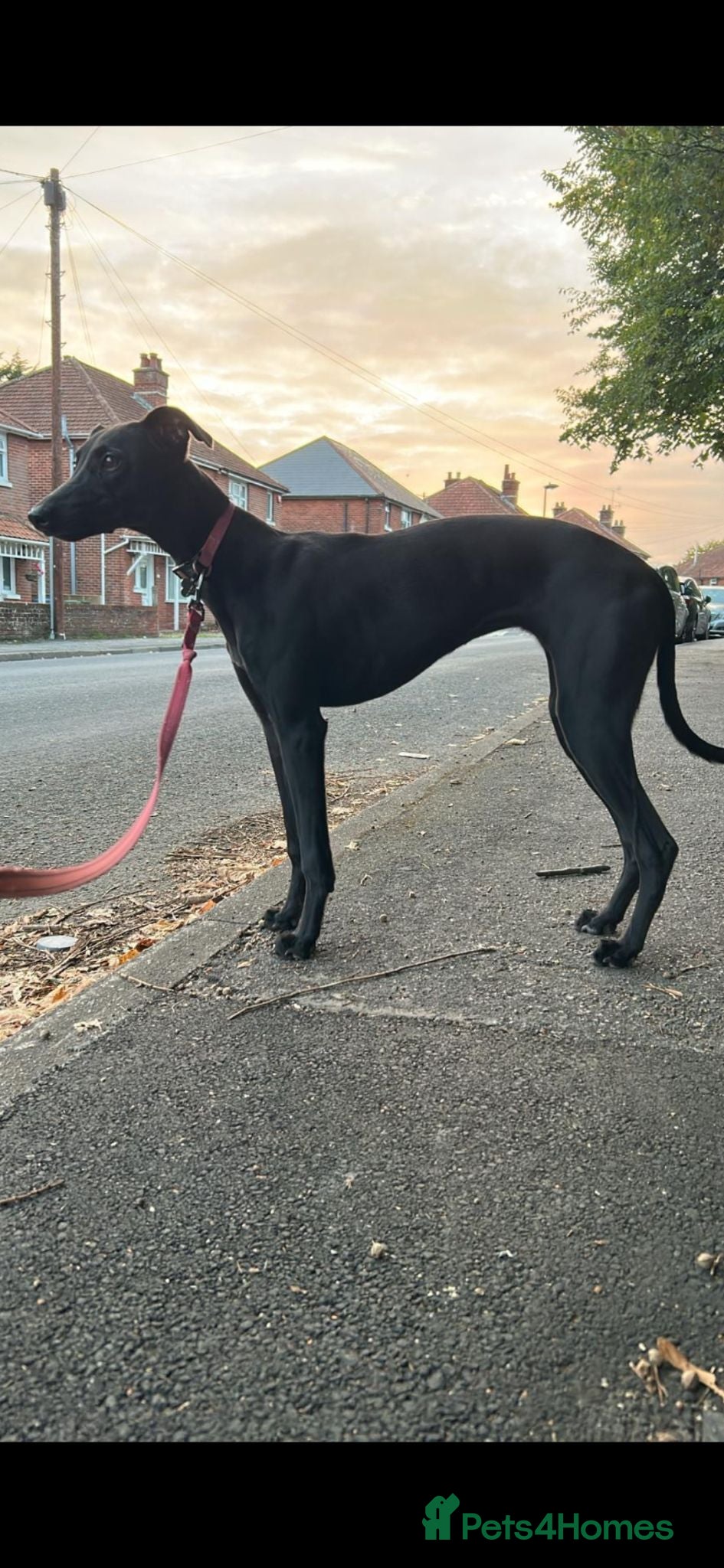 Mixed Breed dogs whippet / greyhound saluki whippet - Advert 1