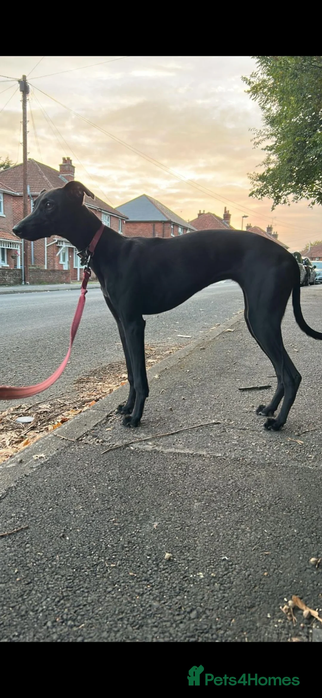 Mixed Breed dogs for sale: whippet / greyhound saluki whippet in Southampton - Advert 1