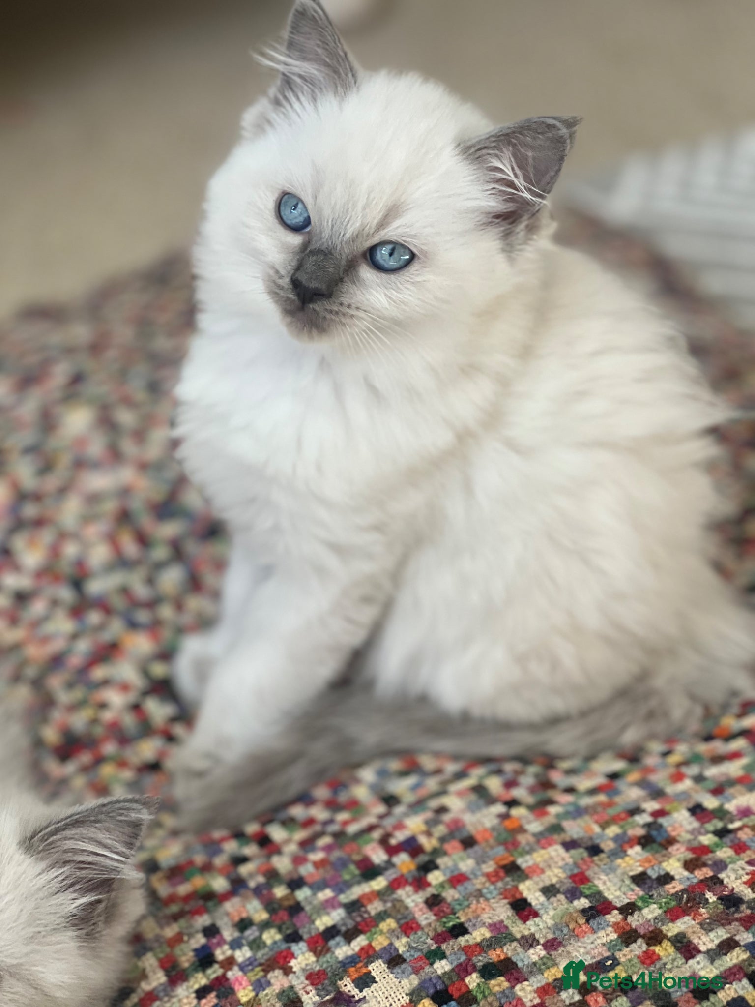 Ragdoll cats for sale: Beautiful blue pure ragdoll kittens - Advert 5
