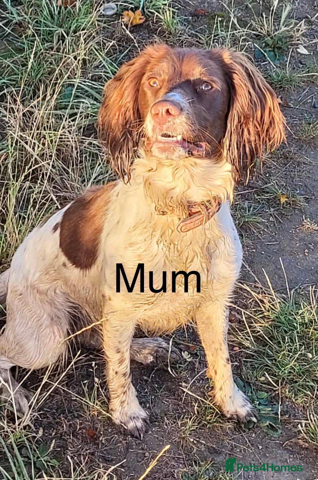 Sprocker dogs for sale: Chocolate Chunky sprocker puppies  - Advert 3