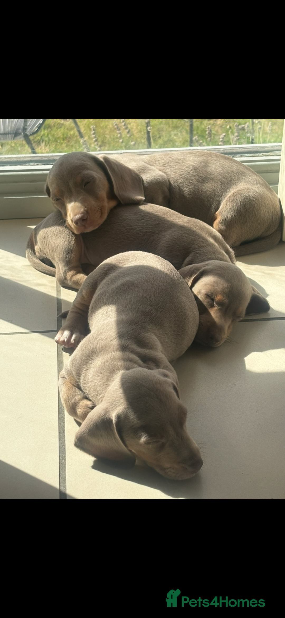 Miniature Dachshund dogs for sale: Beautiful Isabella tan puppies for sale  - Image 8
