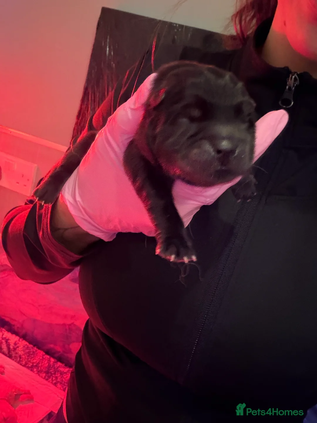 Chow Chow dogs for sale: KC Registered Chow Chow Puppies ❤️ - Advert 4