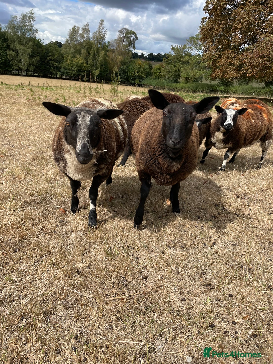 Sheep livestock for sale: For sale grade 4 Dutch spotted ewes  - Image 4