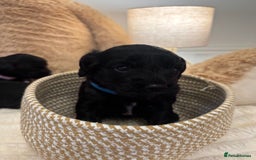 Mixed Breed dogs for sale: Cocker Sproodle Puppies ready 16/12 - Advert 13