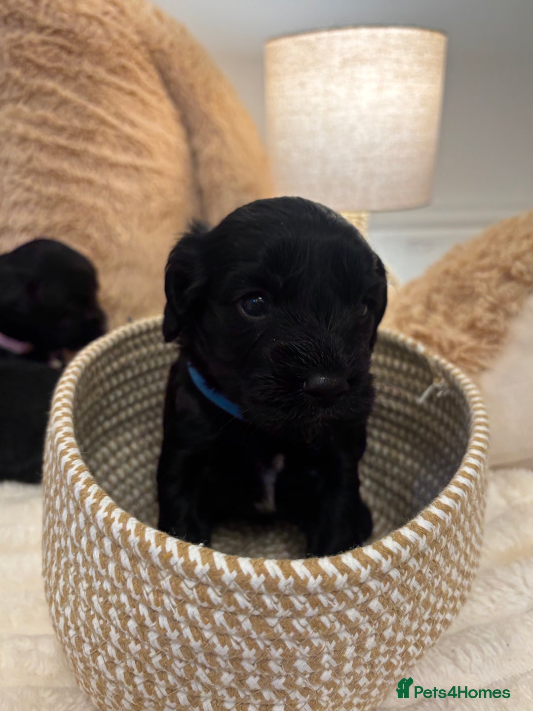 Mixed Breed dogs for sale: Cocker Sproodle Puppies ready 16/12 - Advert 13