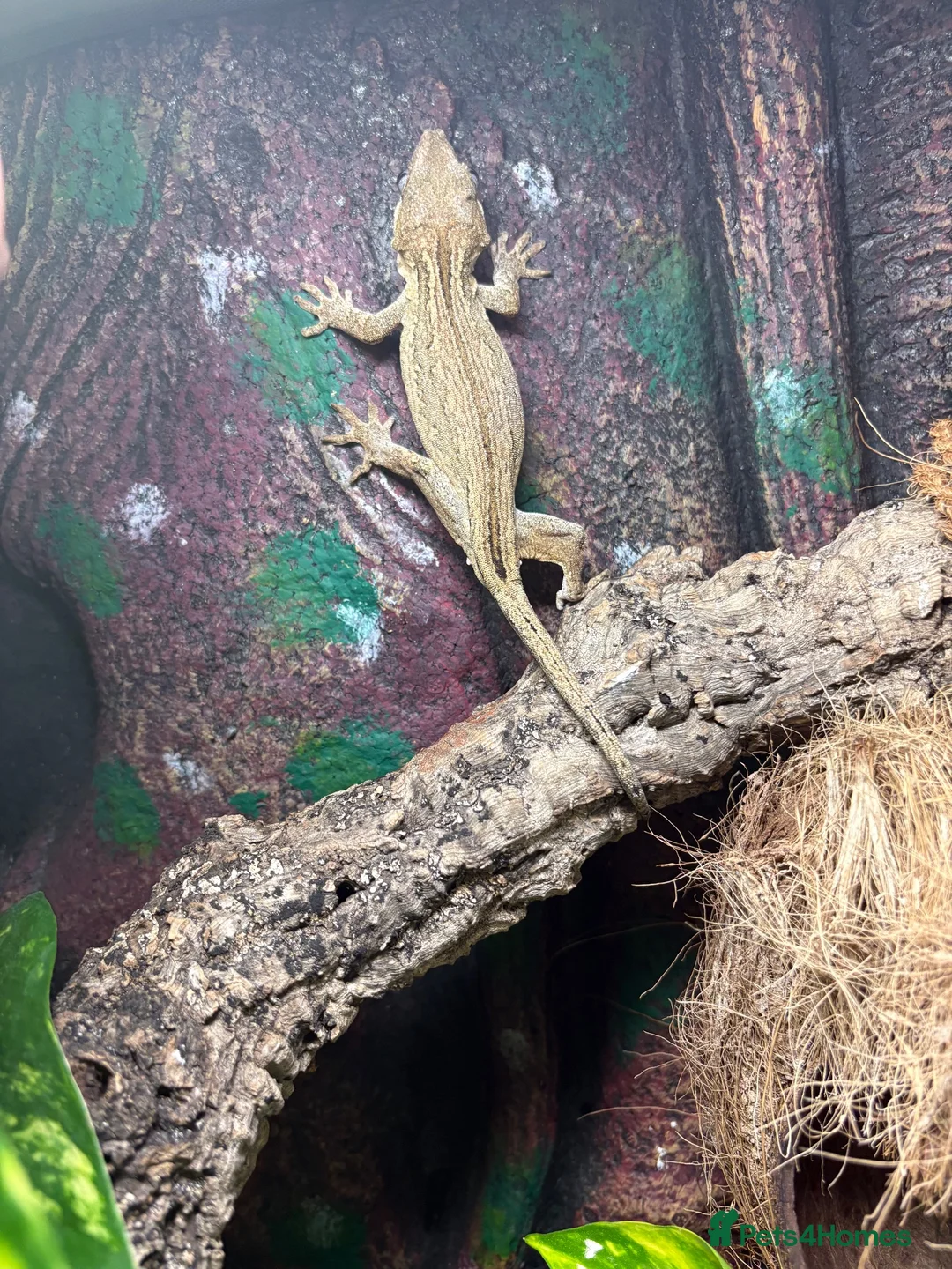 Gecko reptiles for sale: Male gargoyle gecko and exo terra set up  - Advert 5