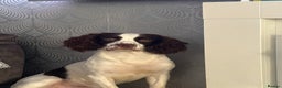 English Springer Spaniel dogs for sale: English Springer Spaniel Puppies  - Advert 31