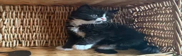 Mixed Breed cats for sale: Maine Coon Mixed Kittens Tabby & Tuxedo Richmond - Advert 15