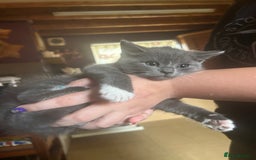 Mixed Breed cats for sale: Blue male with white socks  - Image 13