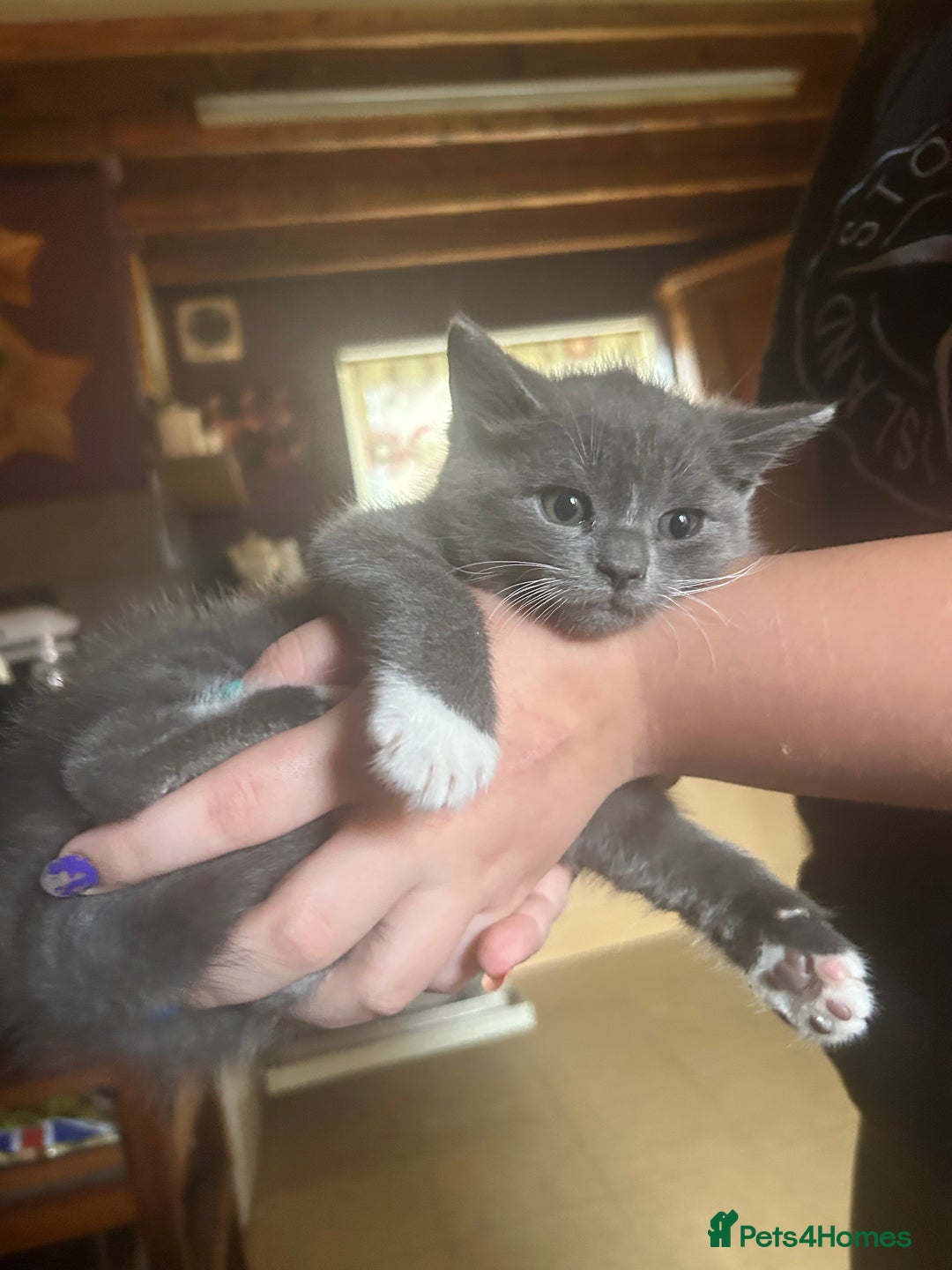 Mixed Breed cats for sale: Blue male with white socks  - Image 13