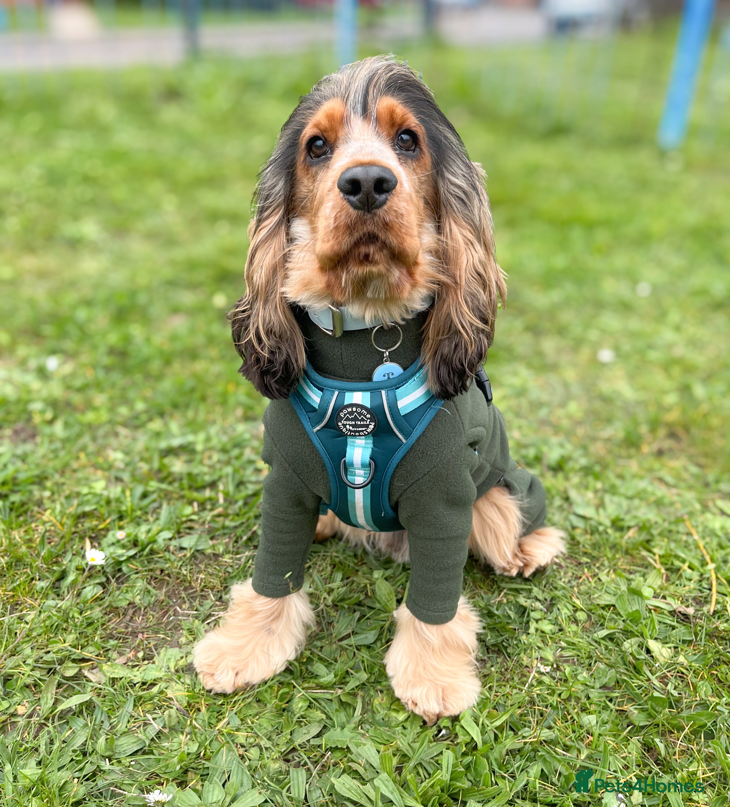 Cocker Spaniel dogs MALE COCKER SPANIEL STUD in Southend-on-Sea - Advert 1