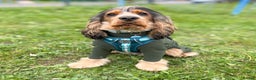 Cocker Spaniel dogs for stud: MALE COCKER SPANIEL STUD in Southend-on-Sea - Advert 1