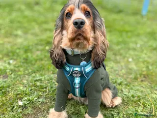 Cocker Spaniel dogs MALE COCKER SPANIEL STUD in Southend-on-Sea - Advert 19