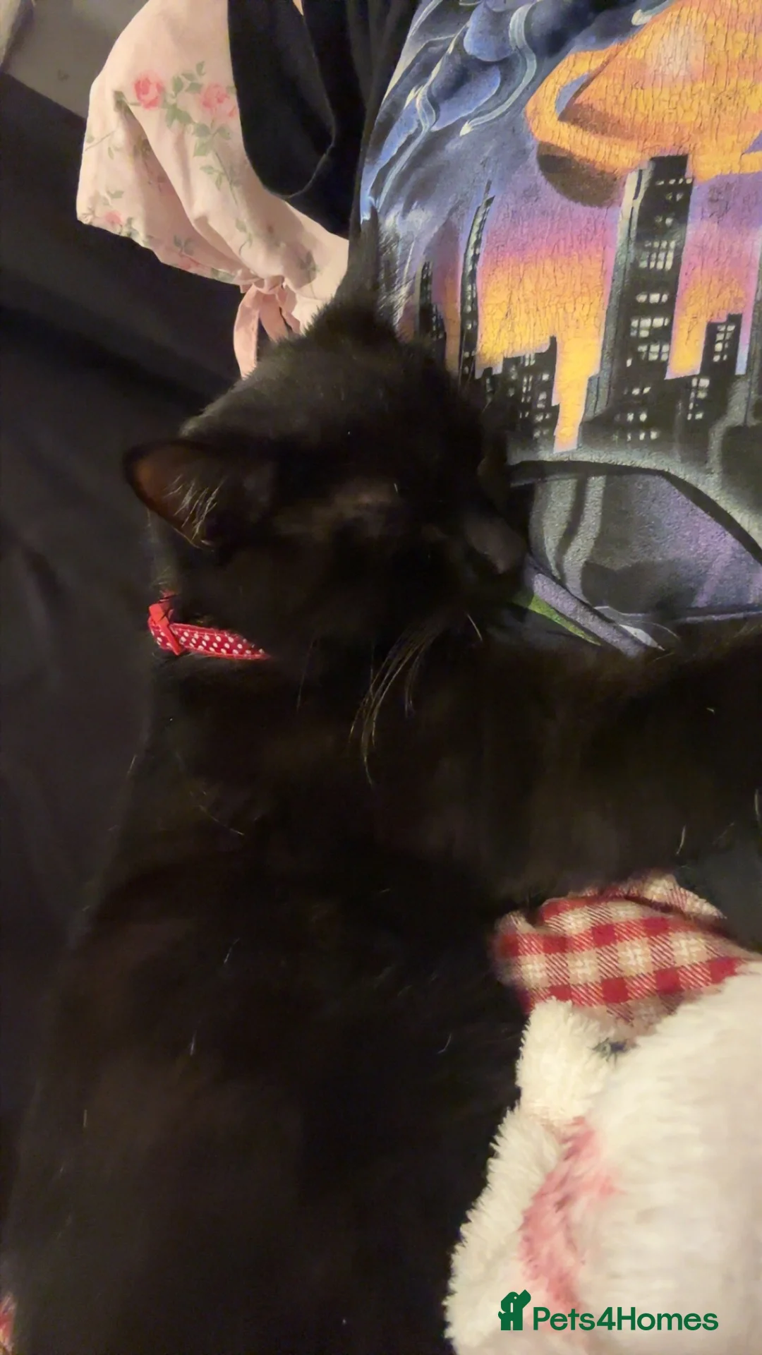 Domestic Shorthair cats for sale: 1 Year Old Domestic Shorthair -Milo in Nottingham - Advert 3