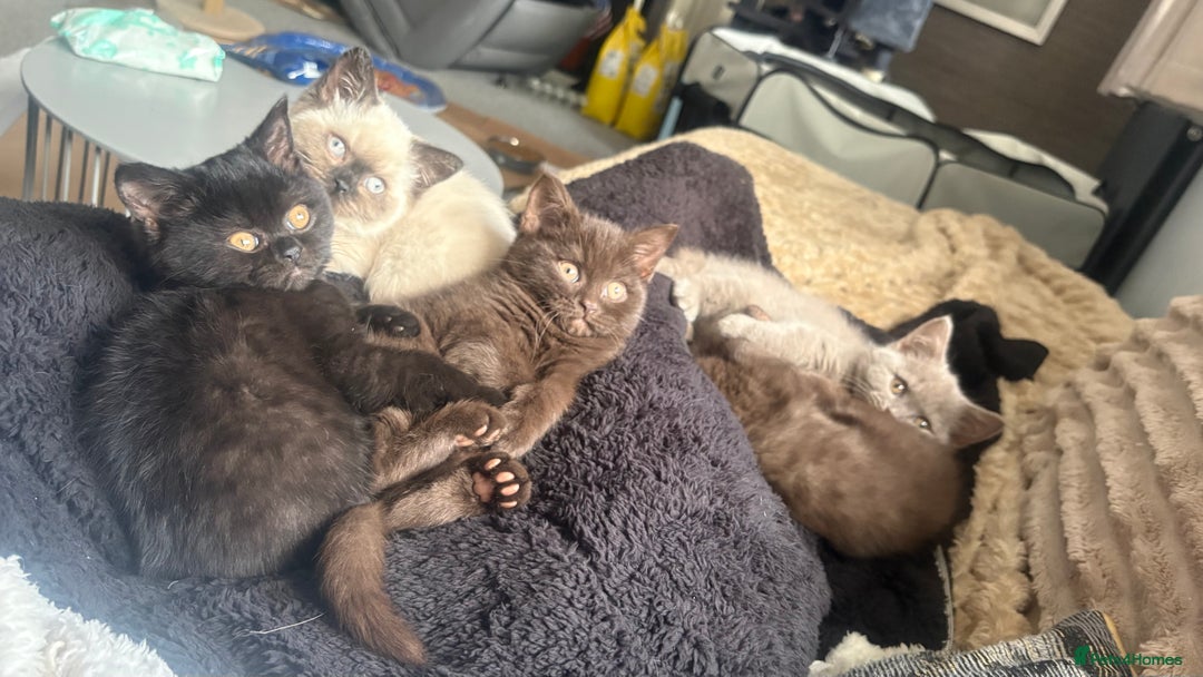 British Shorthair cats for sale: GCCF Registered 5 Generation British Shorthair - Advert 17