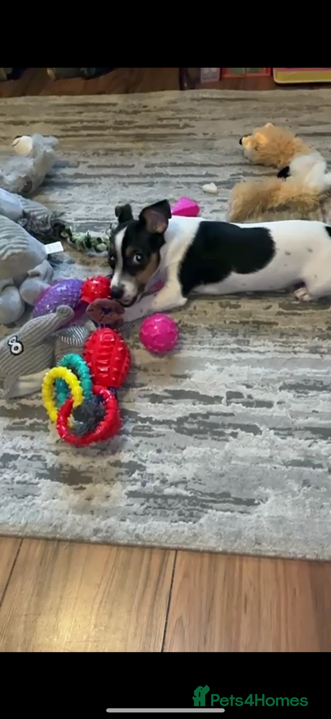 Jack Russell dogs for sale: Miniature Jack Russell  - Advert 2