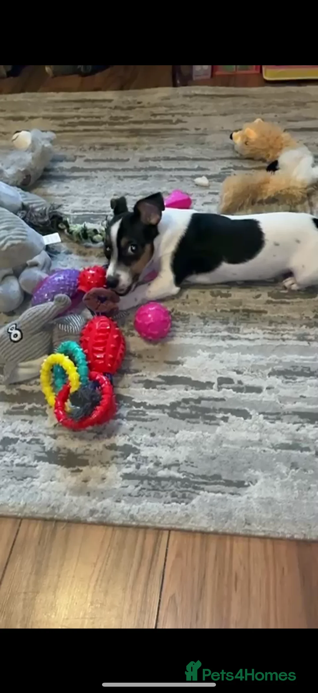 Jack Russell dogs for sale: Miniature Jack Russell  - Advert 2