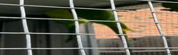 Ringnecks birds for sale: Ring necks - Advert 3
