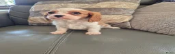 Cavalier King Charles Spaniel dogs for sale: KC Health Clear Cavalier King Charles Boys - Advert 6