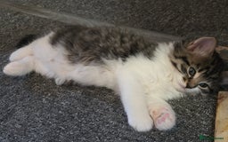 Mixed Breed cats for sale: Kittens  - Image 6